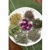 Sweet Dreams Are Made Of Tea - Tisana relaxante